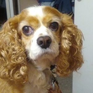 Meet your Posher, Joe